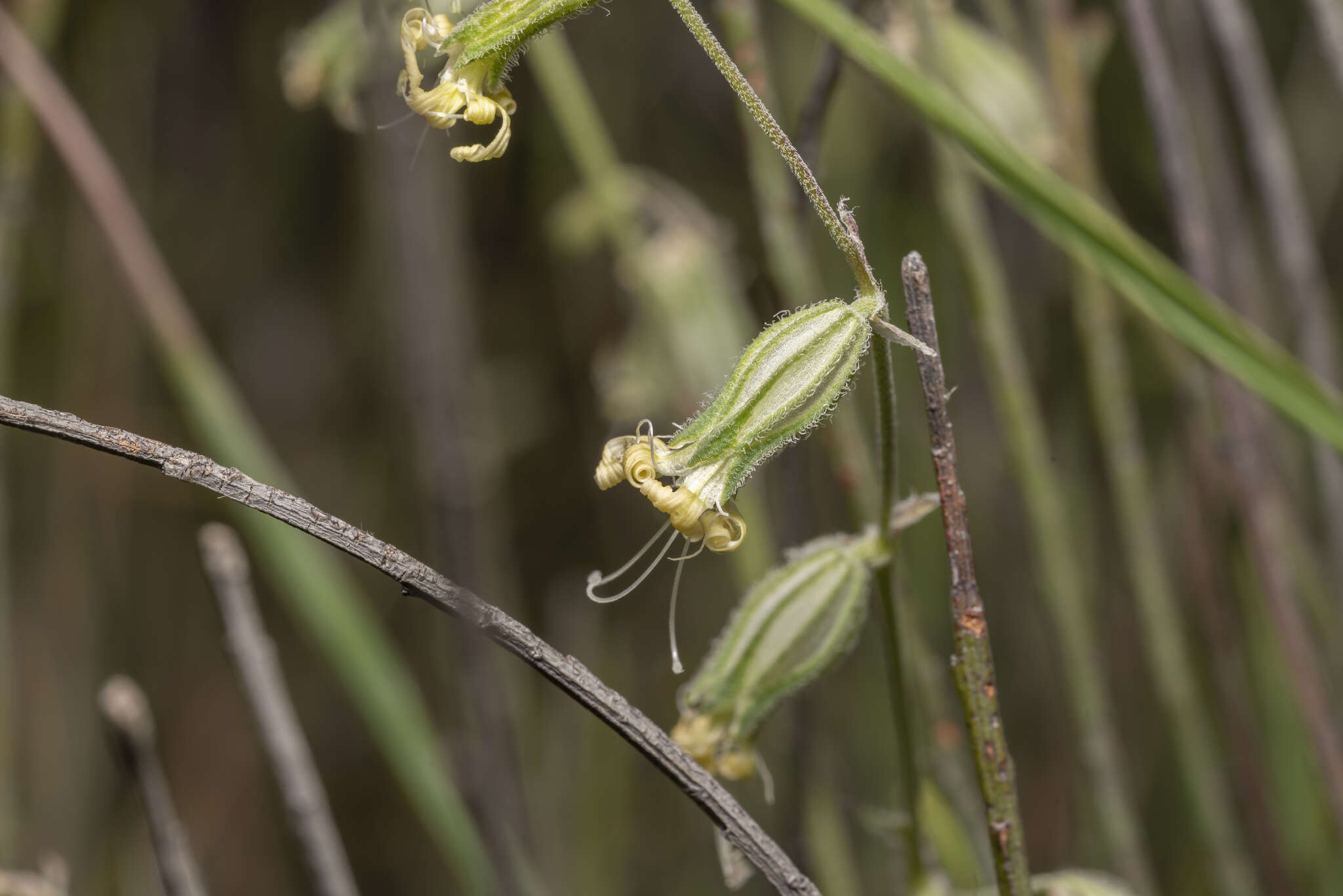 Слика од Silene dichotoma Ehrh.