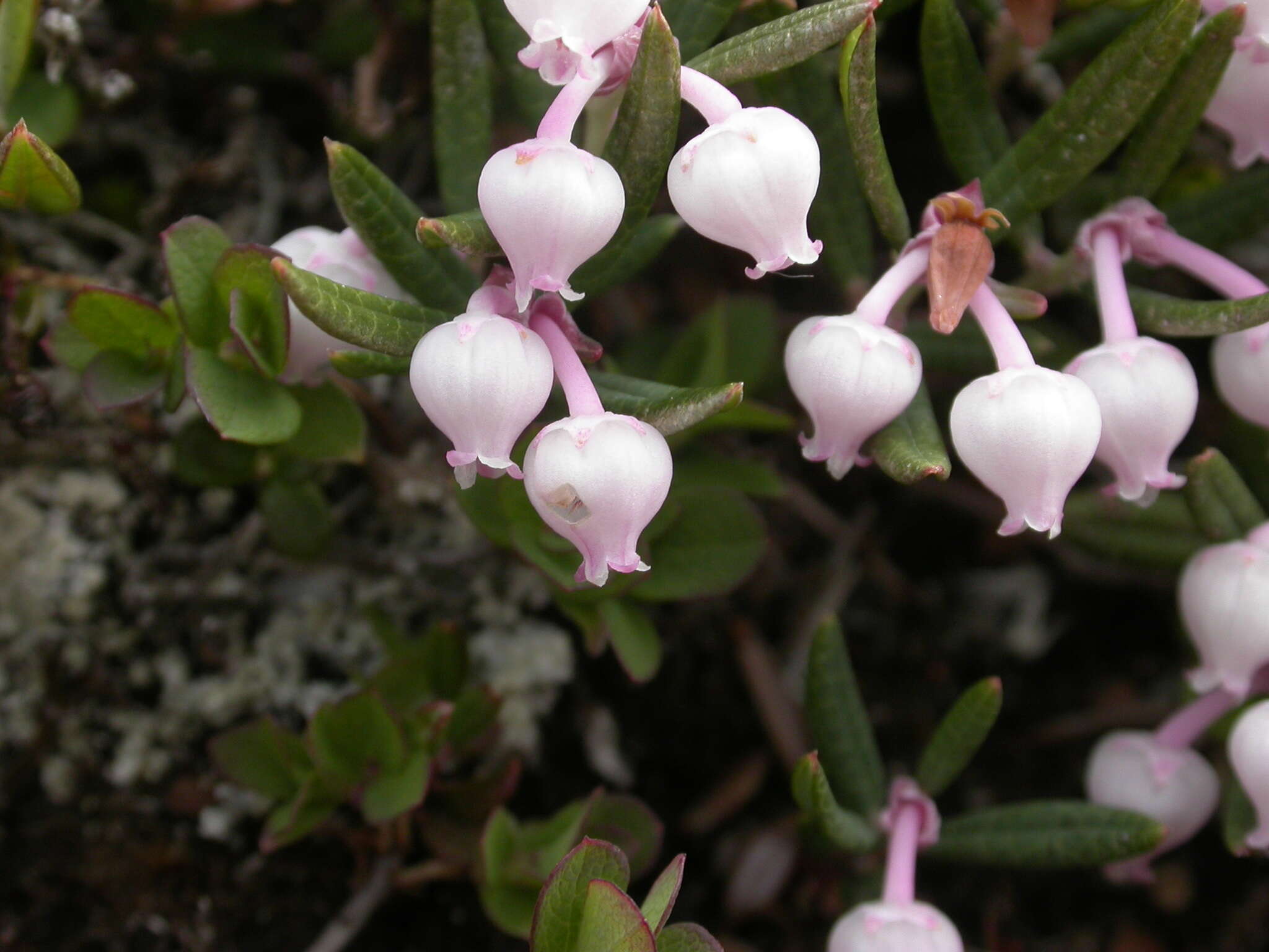 Image of <i>Andromeda <i>polifolia</i></i> var. polifolia