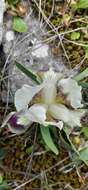 Image of Iris pumila subsp. attica (Boiss. & Heldr.) K. Richt.