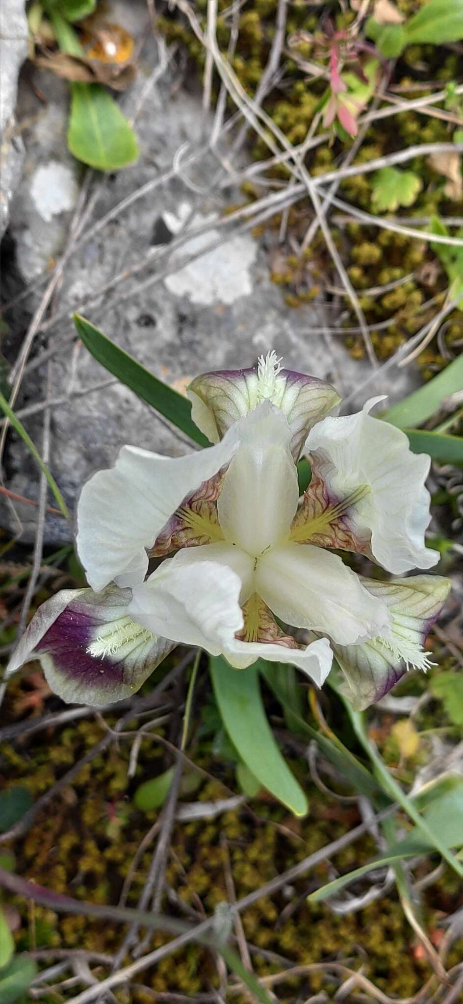 Imagem de Iris pumila subsp. attica (Boiss. & Heldr.) K. Richt.