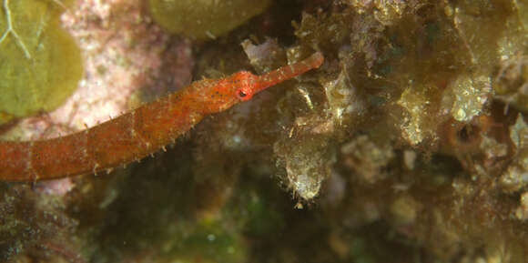 Image of Poey&#39;s pipefish