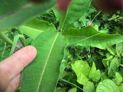 Image of purple milkweed