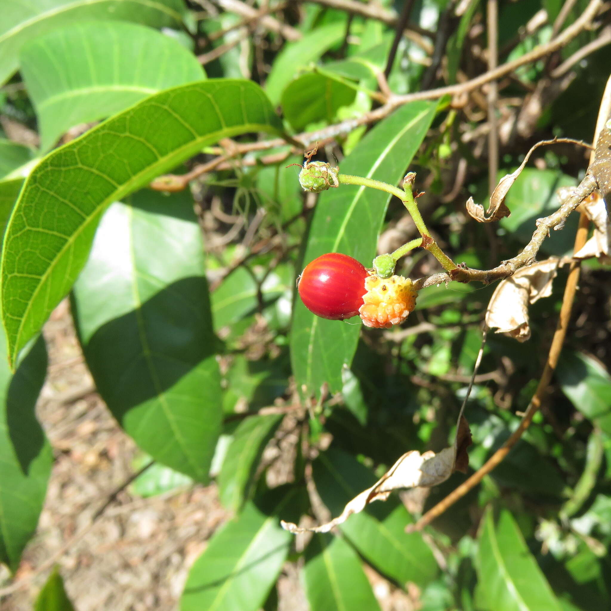 Image of Trophis scandens subsp. scandens