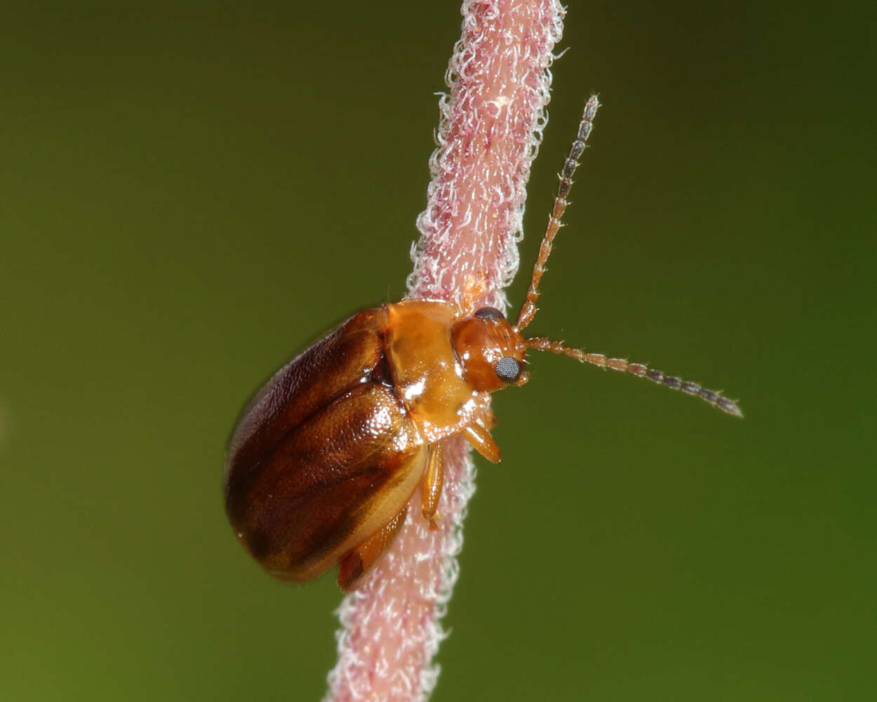 Image of Capraita subvittata (Horn 1889)