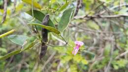 Image of Florida hammock milkpea