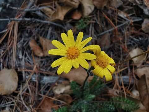 Image of <i>Packera montereyana</i>