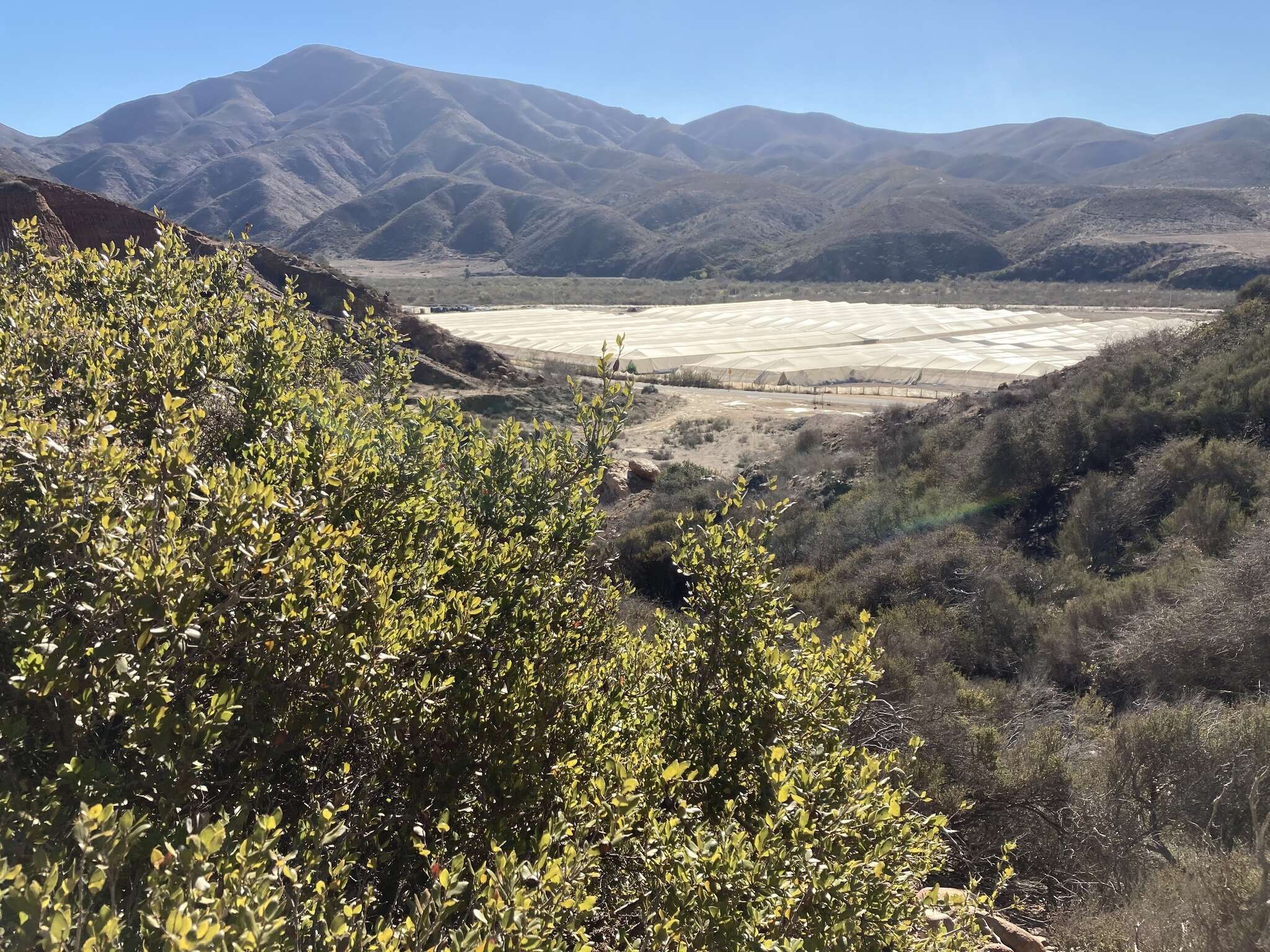 Image of Cedros Island Oak