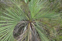 Image of Butia archeri (Glassman) Glassman