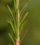 Image of Conospermum taxifolium C. F. Gaertner