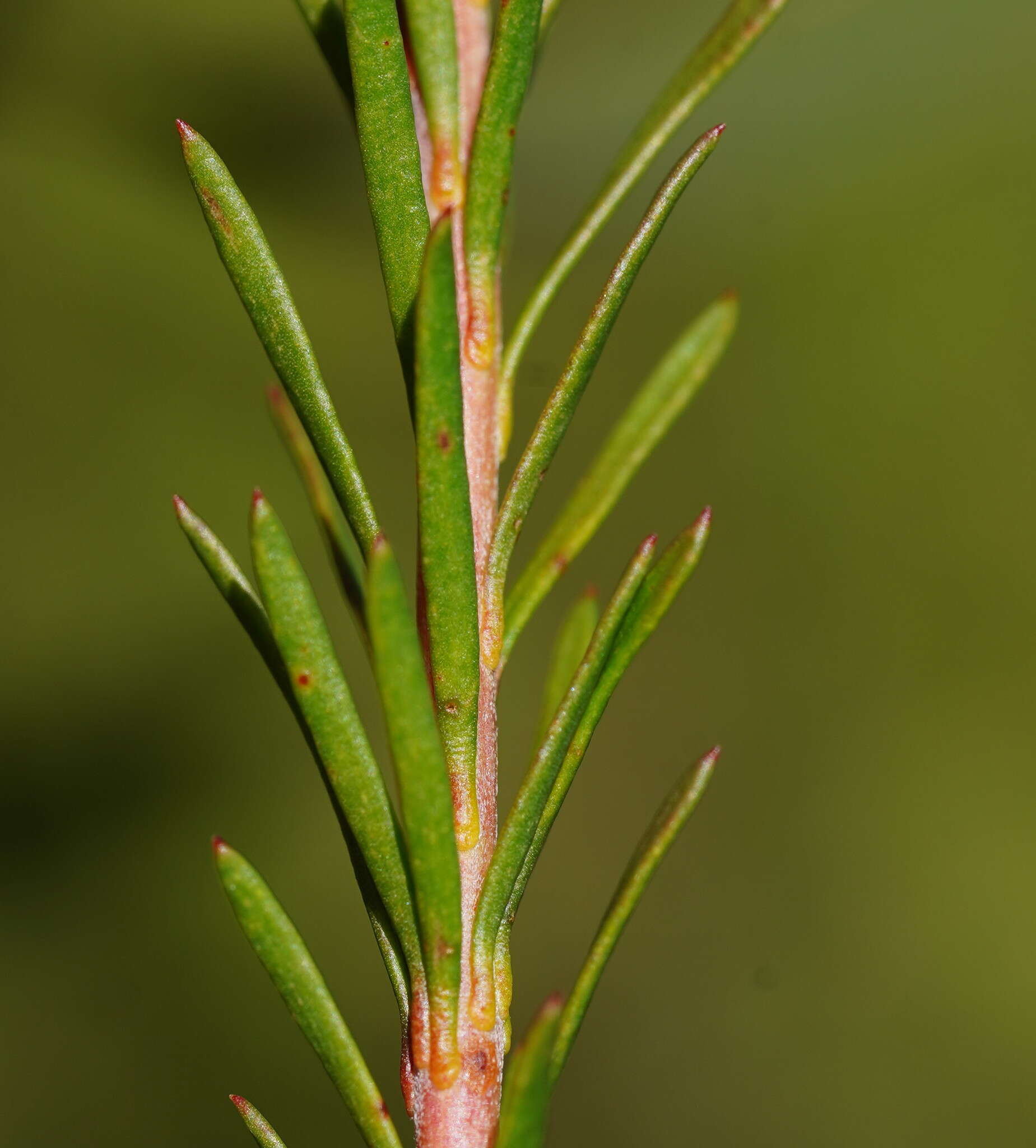 Image of Conospermum taxifolium C. F. Gaertner