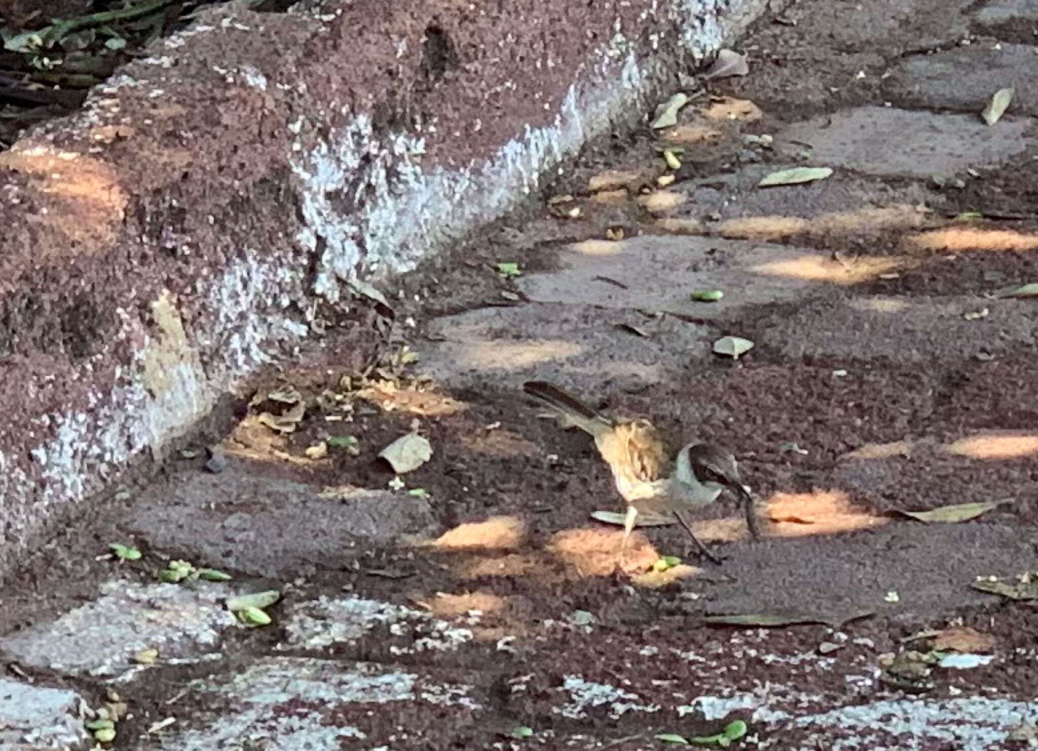 Image de Moqueur des Galapagos