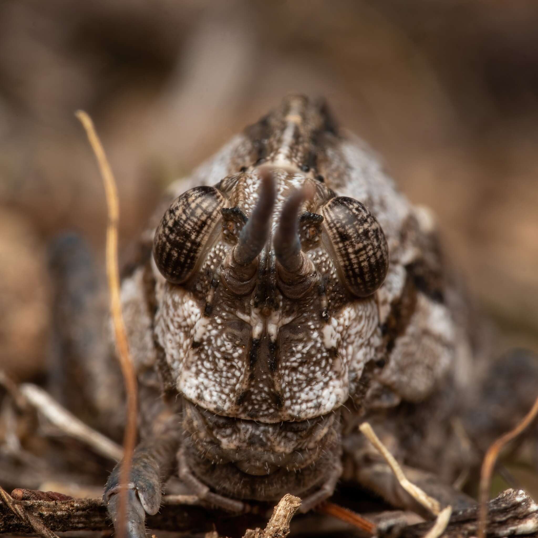 Image of Eumigus cucullatus cucullatus (Bolívar & I. 1878)