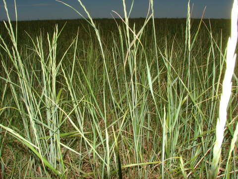 Image of Elymus scabrifolius (Döll) J. H. Hunz.