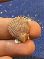 Imagem de Aequipecten muscosus (W. Wood 1828)