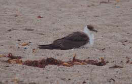 Image of Arctic Skua