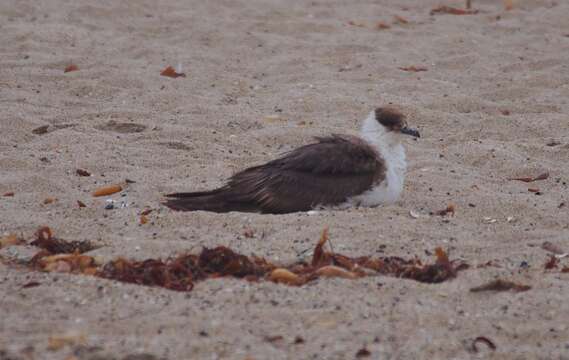 Image of Arctic Skua