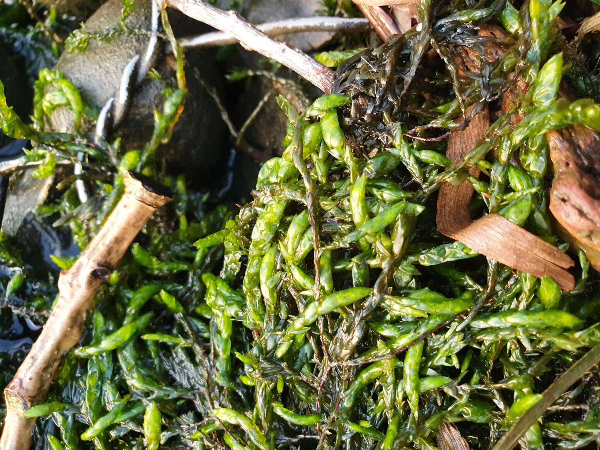 Image of fountain lattice moss