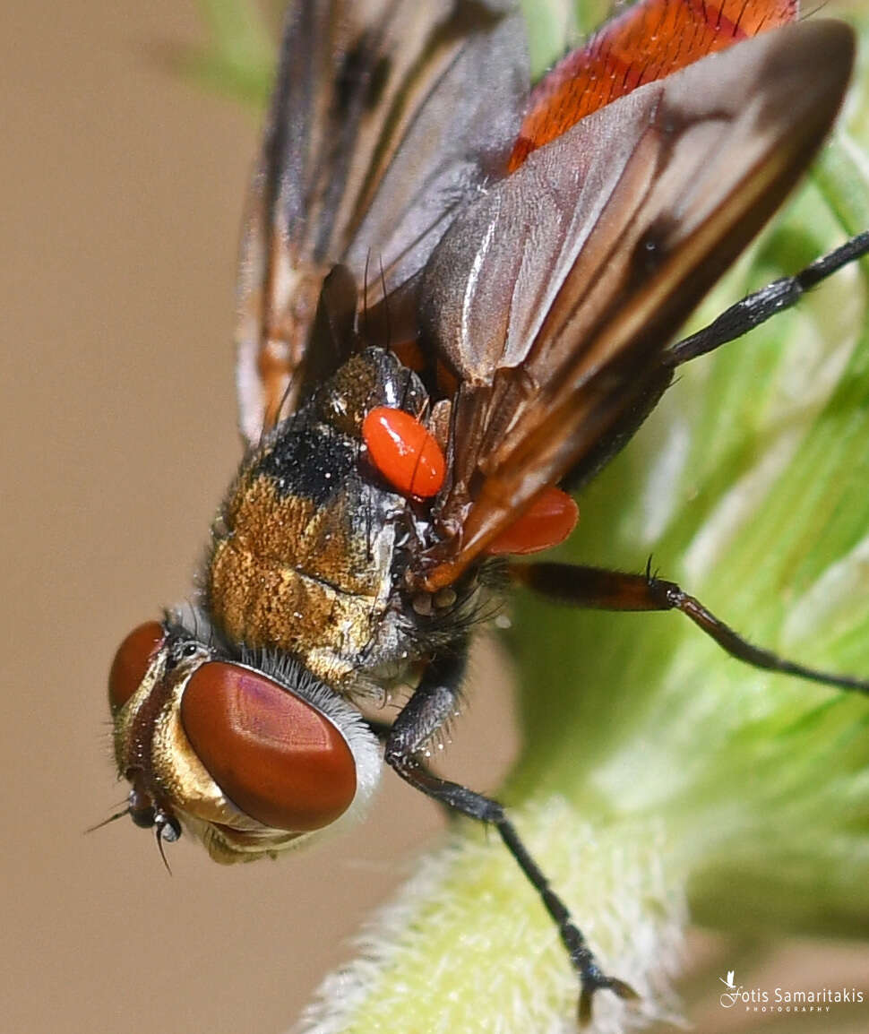 Image of Ectophasia oblonga (Robineau-Desvoidy 1830)