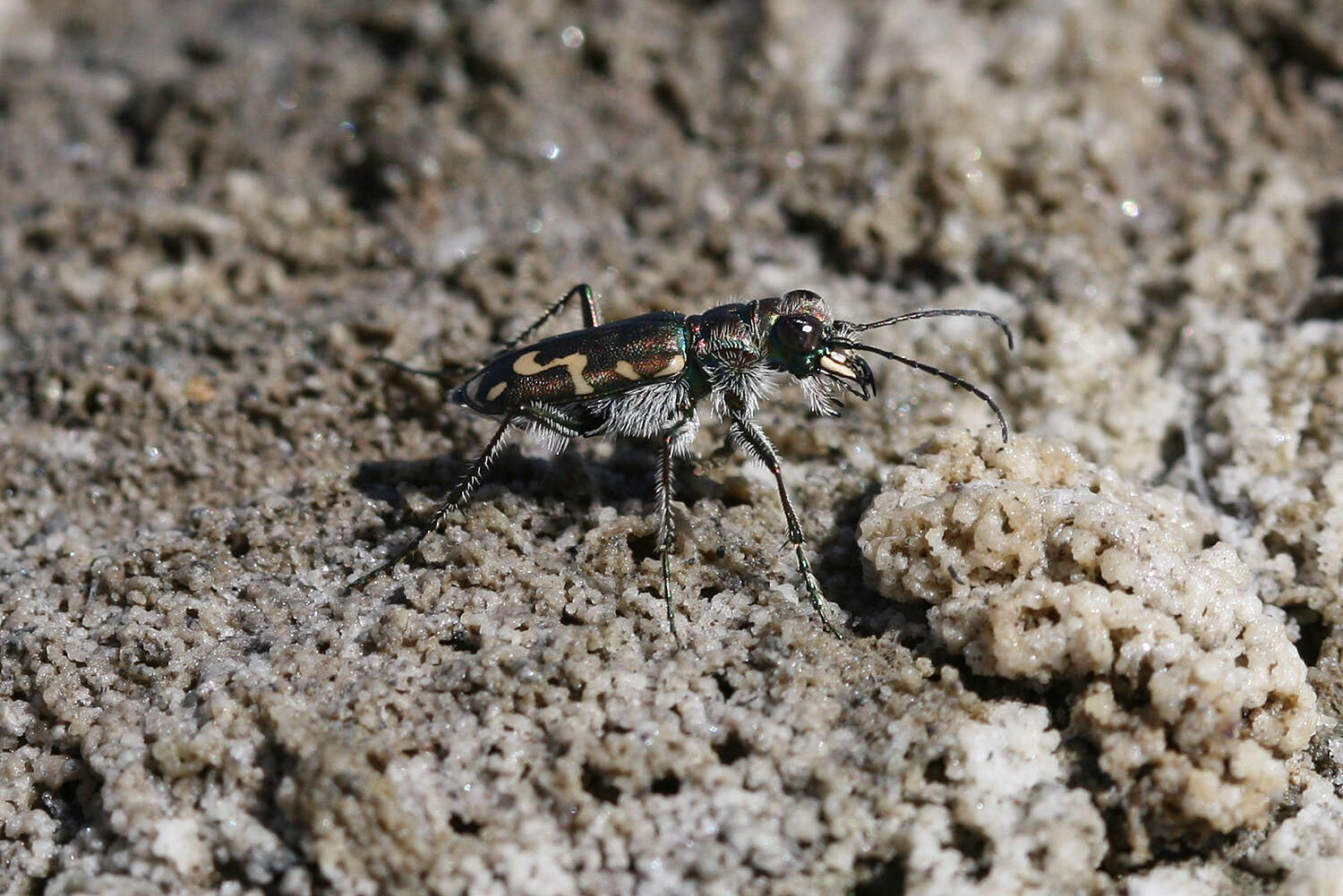 Image of Cicindela (Cicindelidia) senilis G. Horn 1867