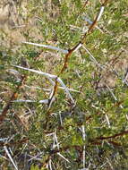 Imagem de Vachellia exuvialis (Verd.) Kyal. & Boatwr.