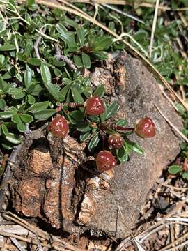 Image of dwarf ceanothus