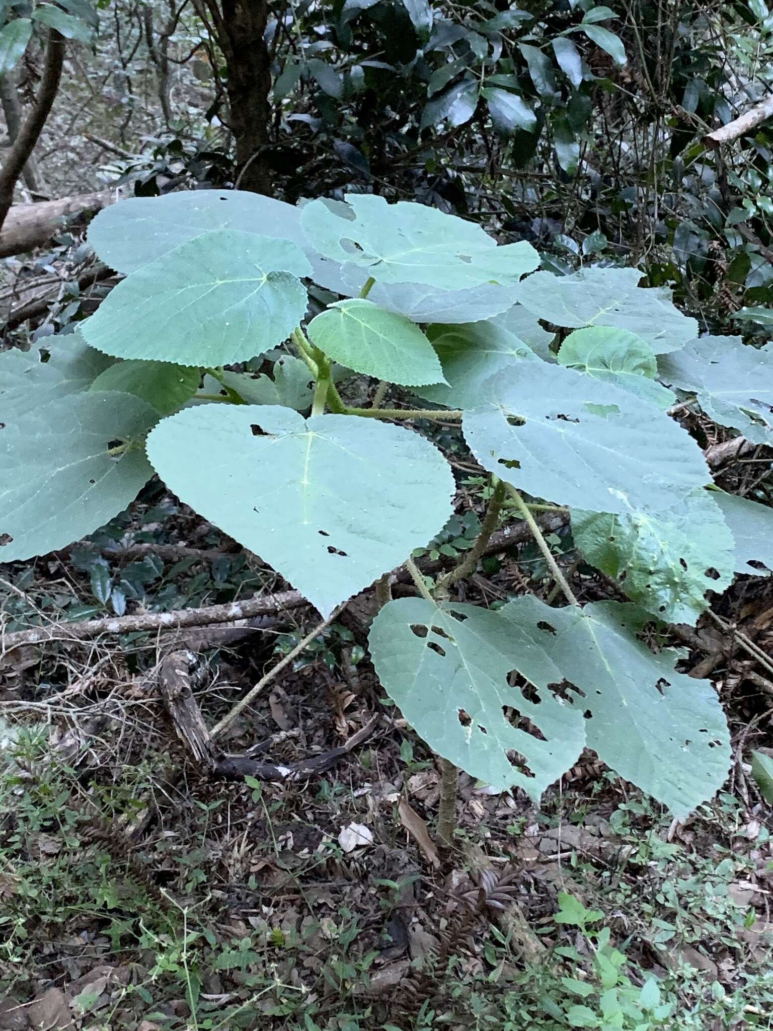 Image of Dendrocnide excelsa (Wedd.) Chew