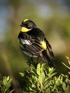 Image of Setophaga coronata goldmani