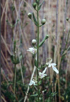 Sivun Teucrium glandulosum Kellogg kuva