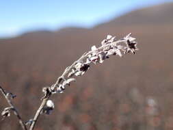 Image of Cynoglossum borbonicum (Lam.) Bory