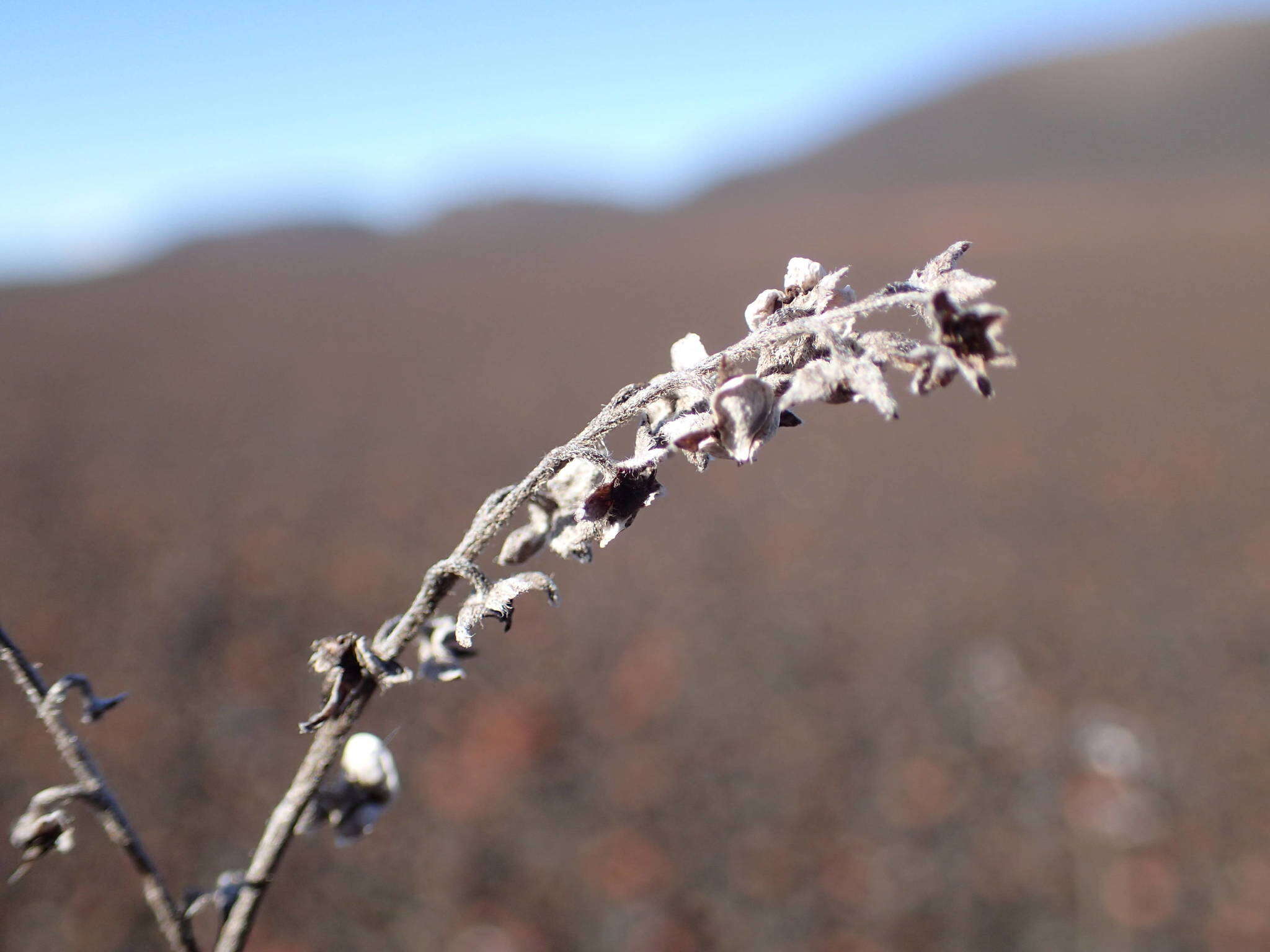 Image de Cynoglossum borbonicum (Lam.) Bory