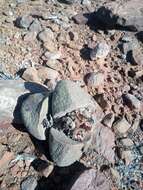 Image of Stone Quaggafig