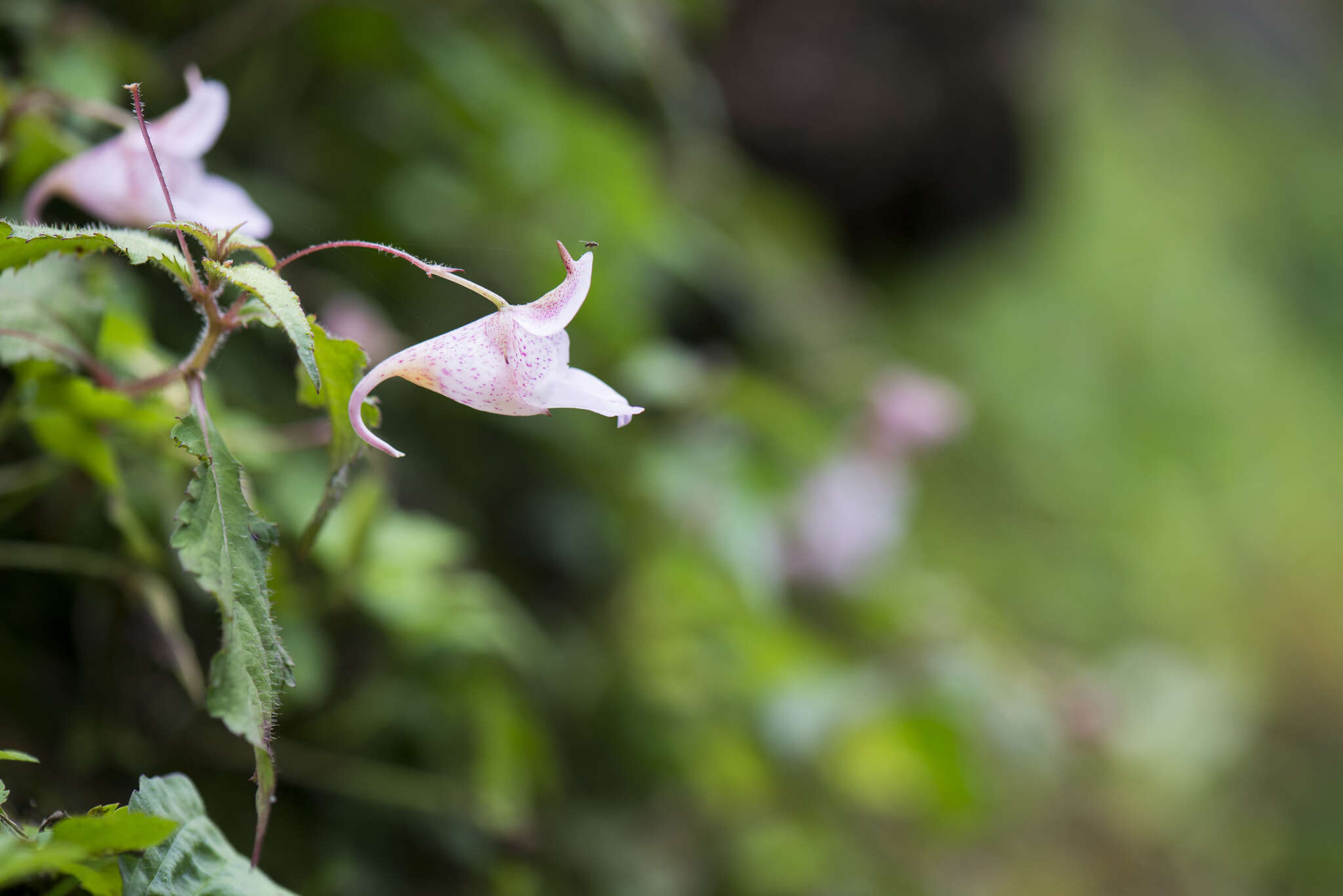 Impatiens uniflora Hayata resmi