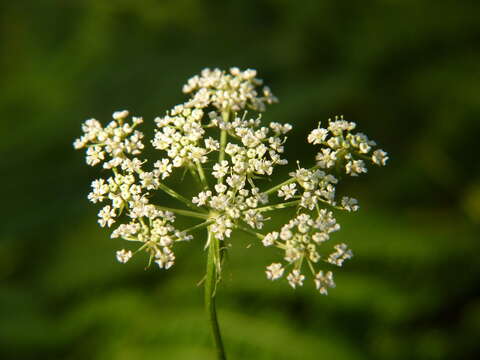 Oenanthe lachenalii C. C. Gmelin resmi