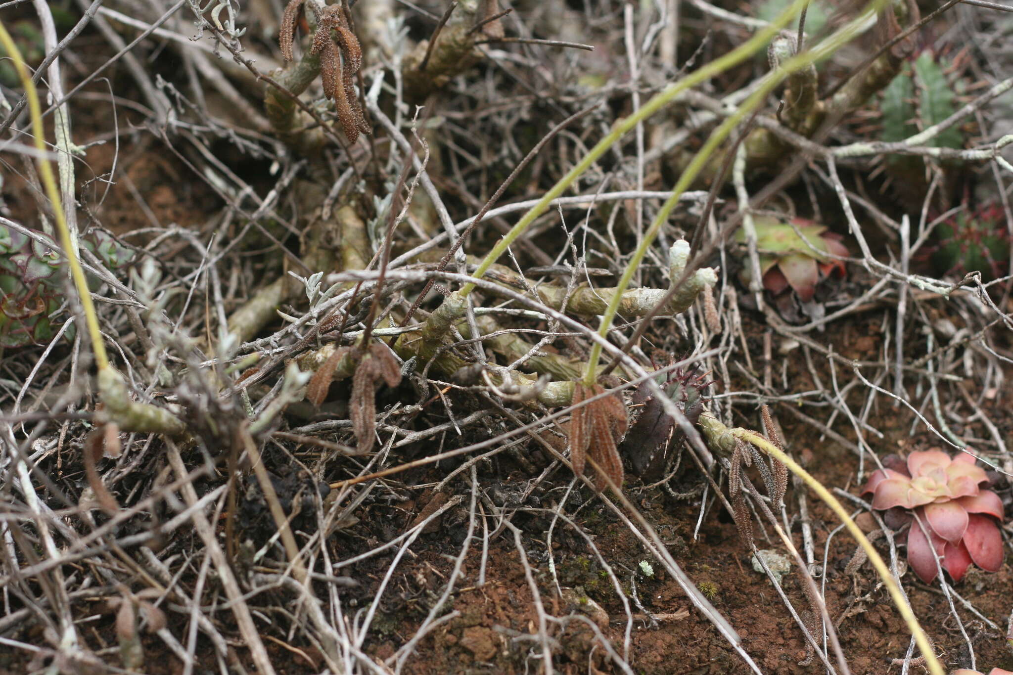Image of Tylecodon leucothrix (C. A. Smith) H. Tölken