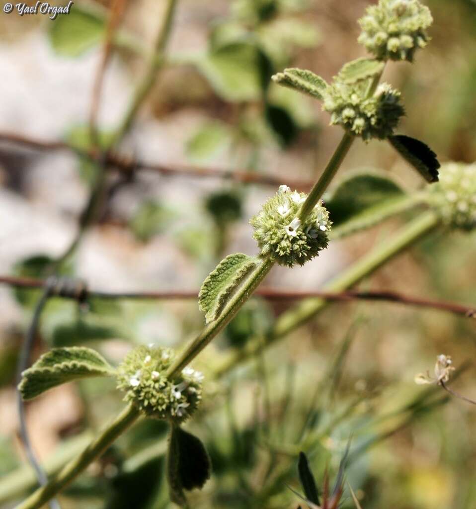 Marrubium cuneatum Banks & Sol.的圖片