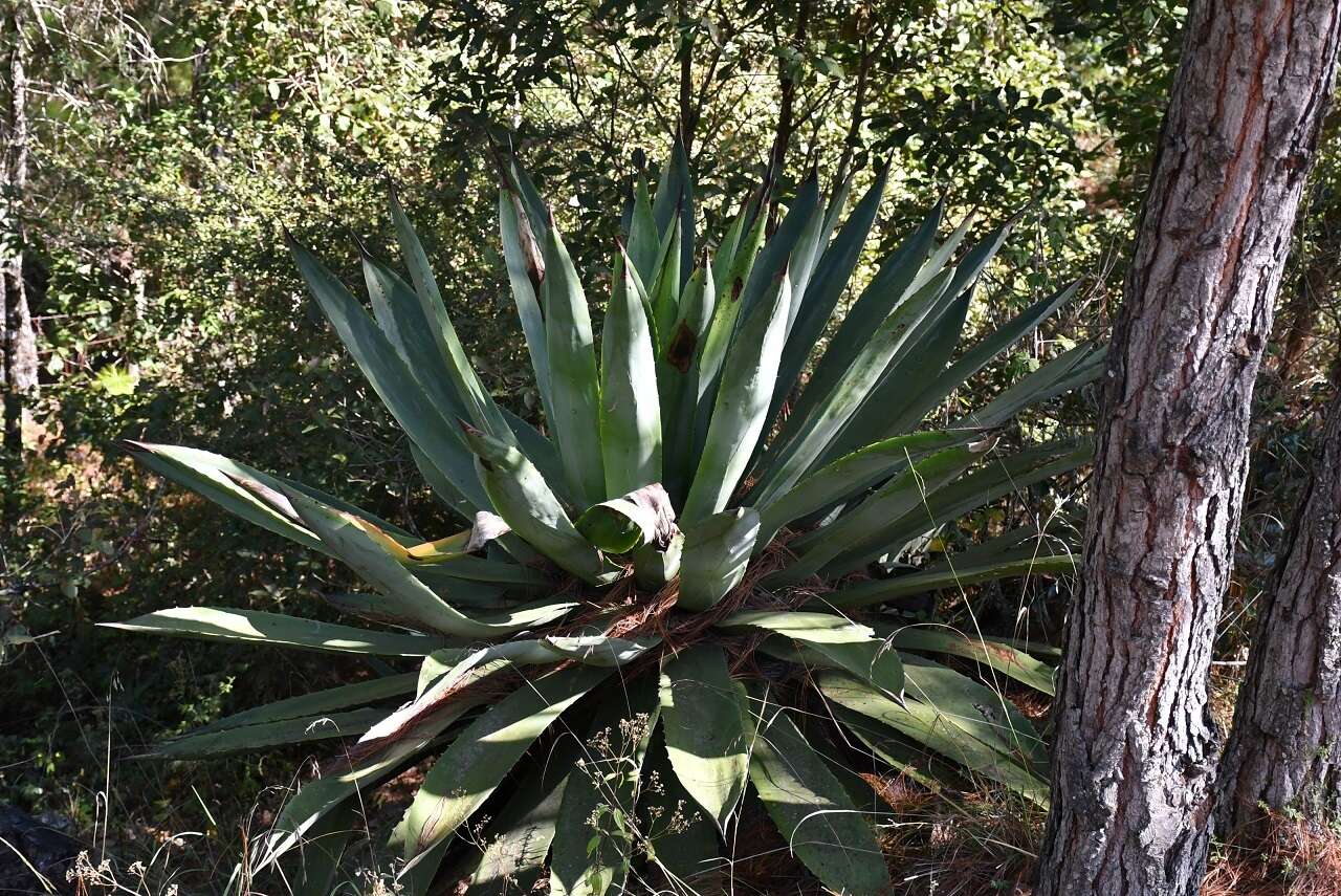 Image of Agave hiemiflora Gentry