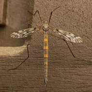 Image of Tipula (Vestiplex) longiventris Loew 1863