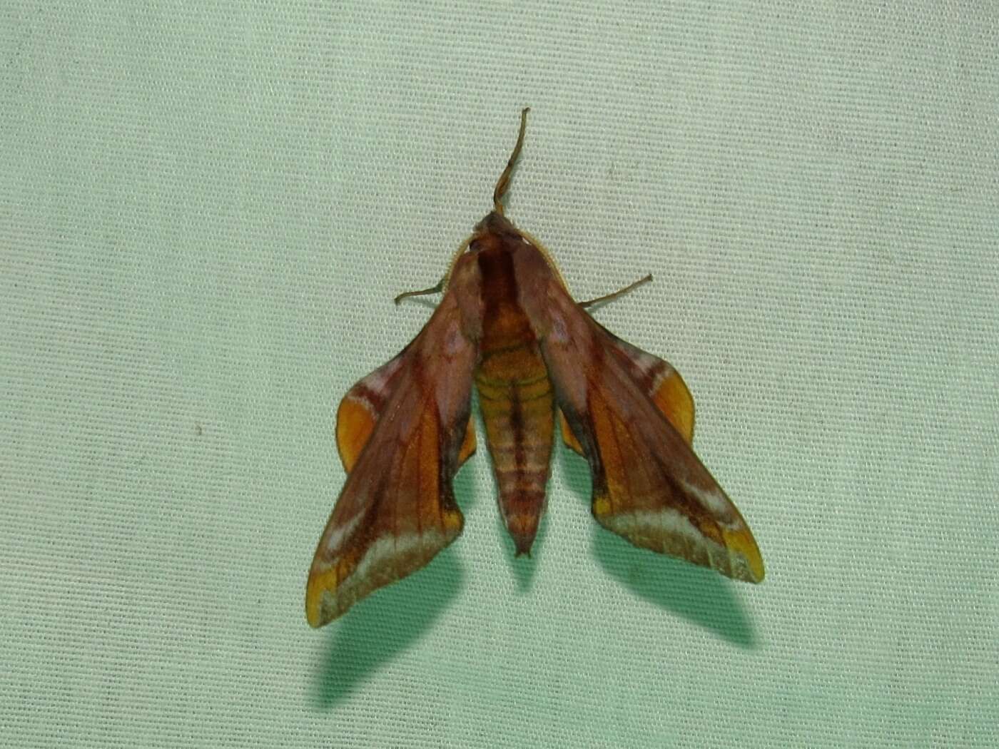 Image of Huckleberry Sphinx