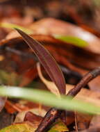 Image of Bonnet orchid