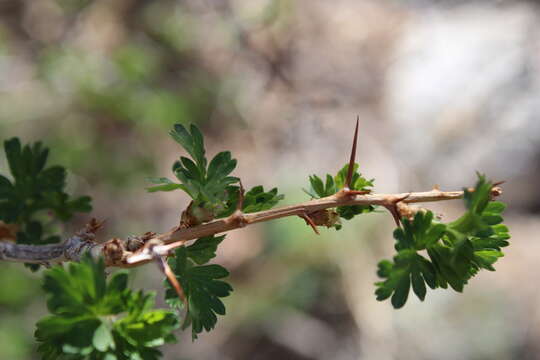 Image of trumpet gooseberry