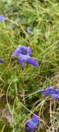 Image of Cyananthus lobatus Wall. ex Benth.