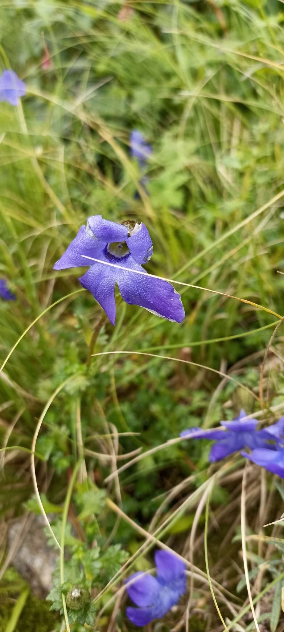 Image of Cyananthus lobatus Wall. ex Benth.