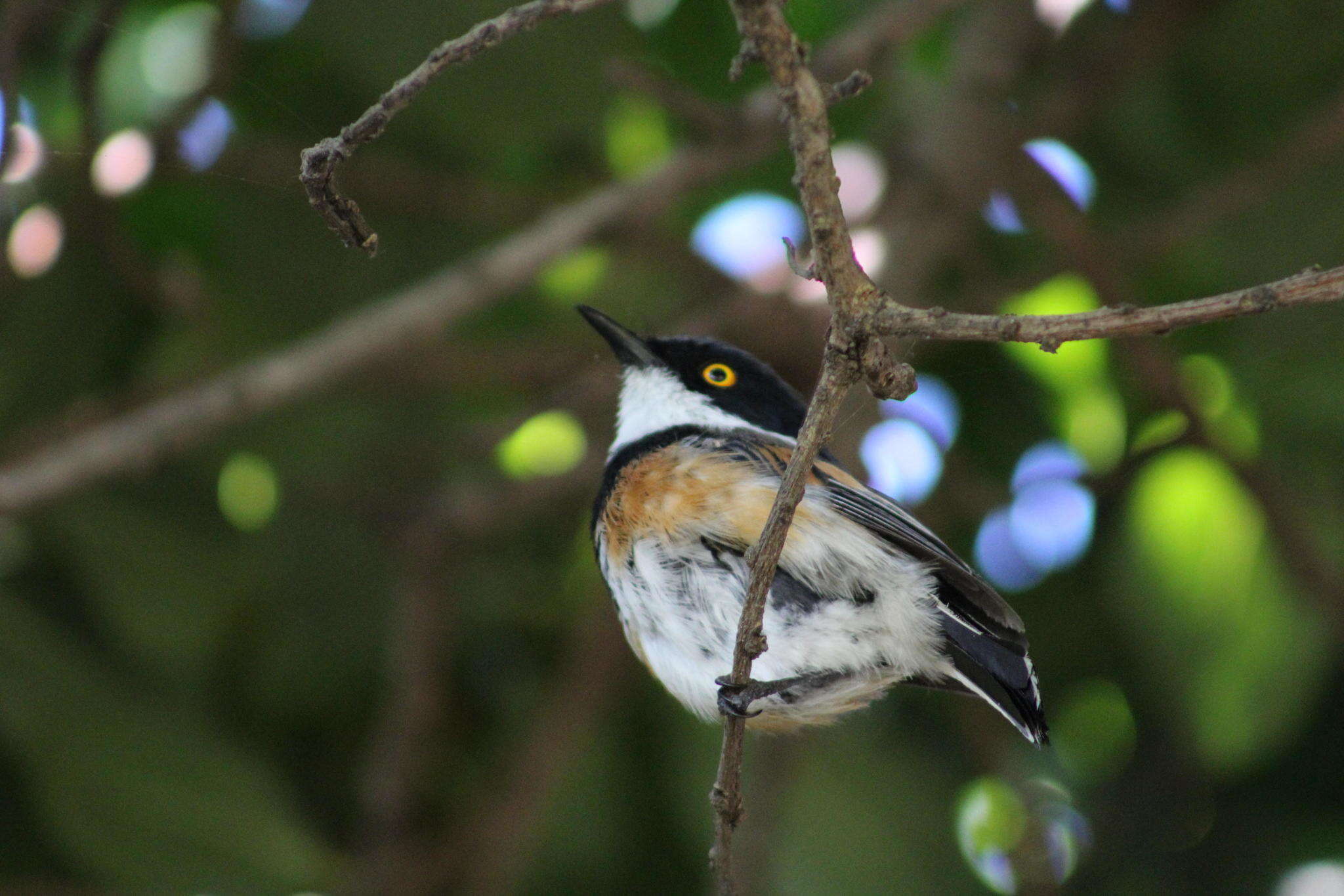 Image of Batis capensis capensis (Linnaeus 1766)