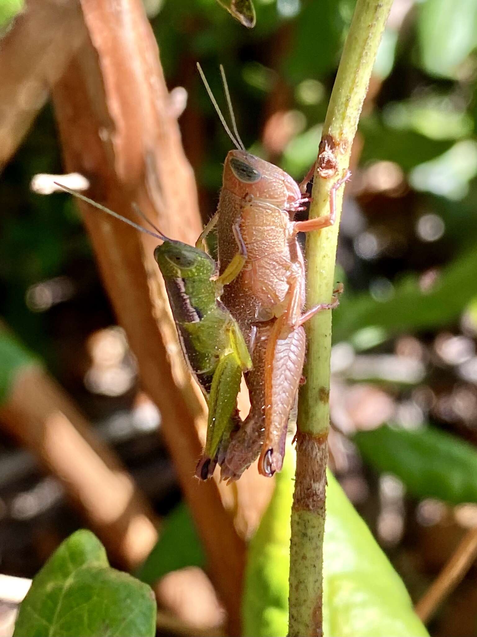 Floritettix aptera (Scudder & S. H. 1878)的圖片