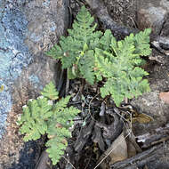 Image of Maxon's goldback fern