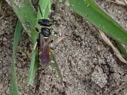 Image of Philanthus lepidus Cresson 1865