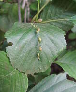 Imagem de Eriophyes inangulis