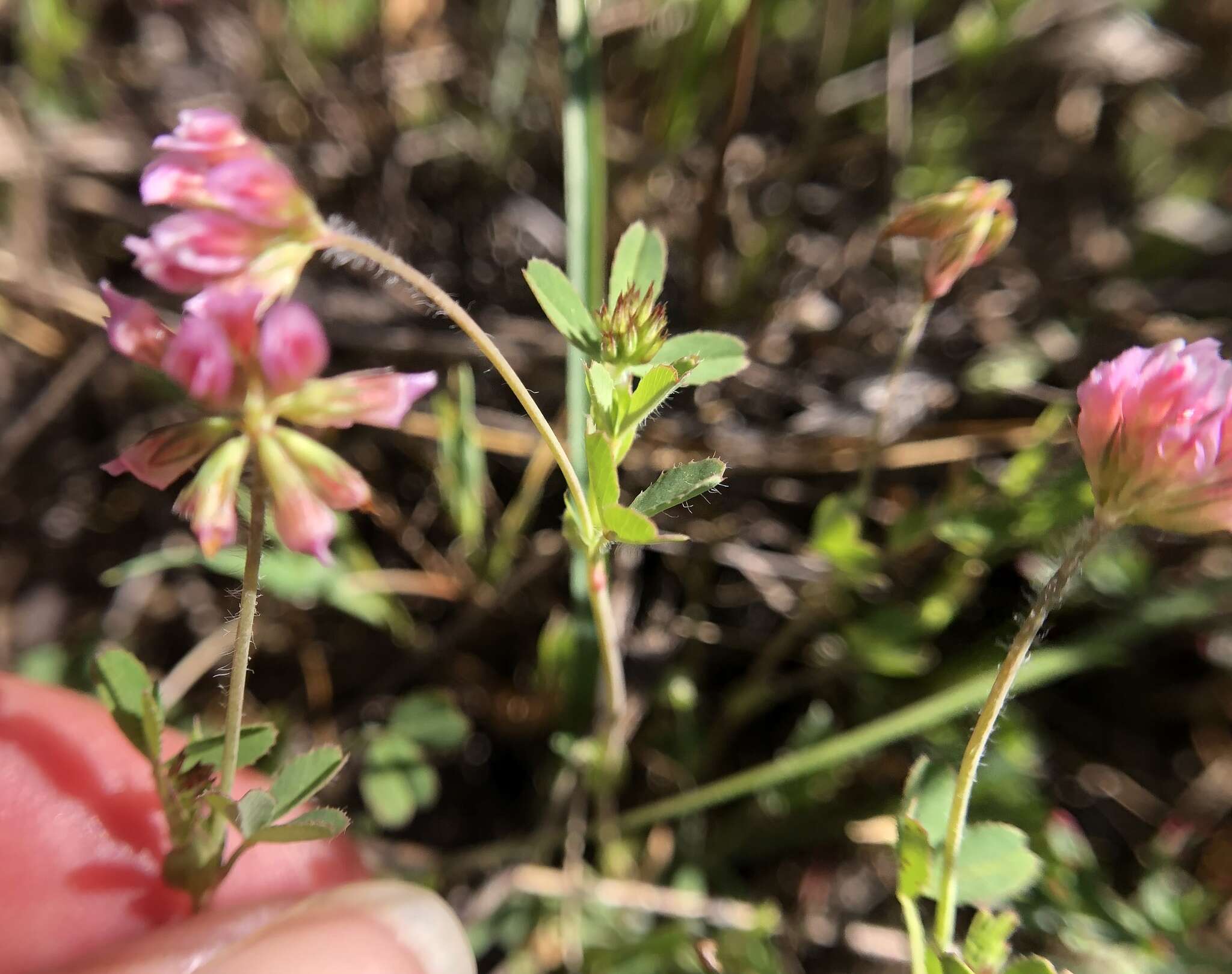 Image de Trifolium bifidum A. Gray