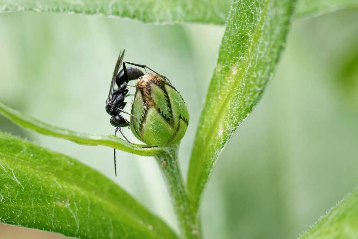 Image of Spider wasp