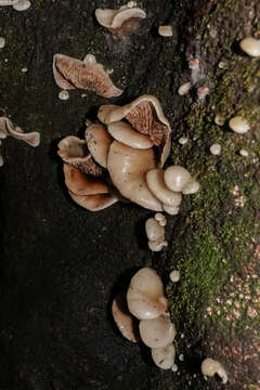 Image of <i>Crepidotus uber</i> (Berk. & M. A. Curtis) Sacc.